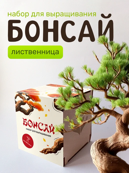 Сад на окне Бонсай Лиственница набор для выращивания растений, вариант