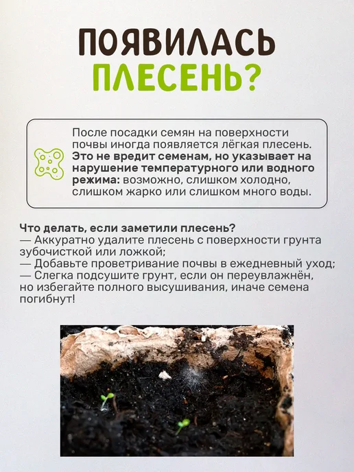 Сад на окне Бонсай Лиственница набор для выращивания растений, вариант, фото 2