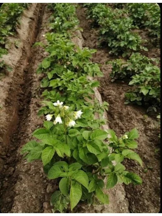 Картофель семенной Гулливер Суперэлита, вариант, фото 2