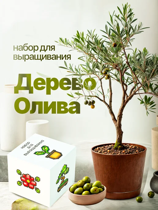 Про Растения Набор для выращивания растений Олива, зеленый