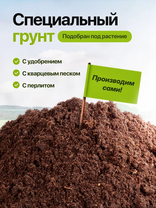 Про Растения Набор для выращивания растений Олива, зеленый, фото 4