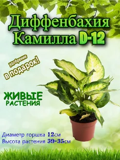 Отзывы на Диффенбахия Камилла D-12 Это наш сад 372284259 в интернет‑магазине Wildberries.ru
