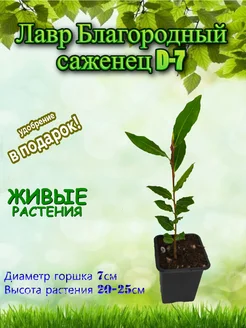 Лавр благородный саженец D-7 Это наш сад 372330882 купить за 436 ₽ в интернет‑магазине Wildberries