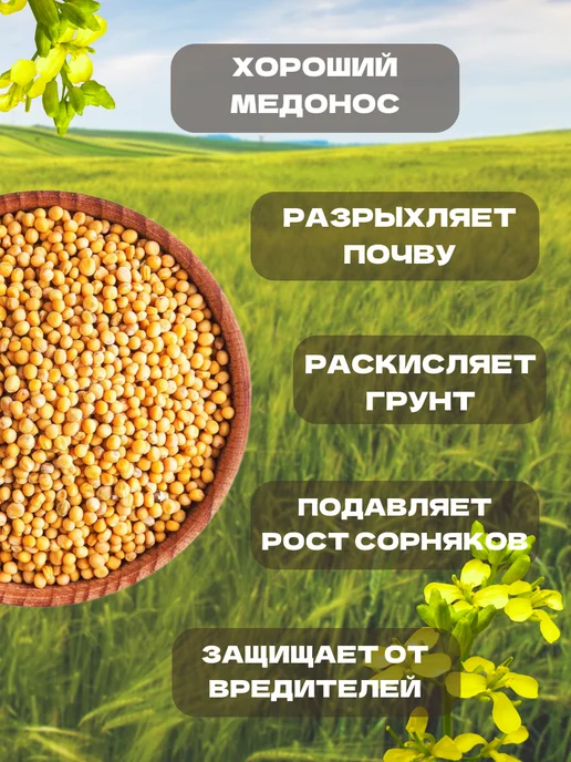 Горчица желтая семена сидерат 5 кг, 1 кг, фото 2