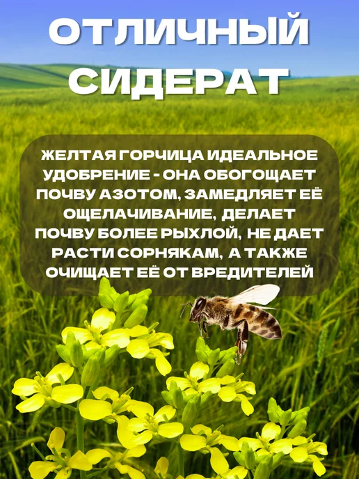 Горчица желтая семена сидерат 5 кг, 1 кг, фото 3