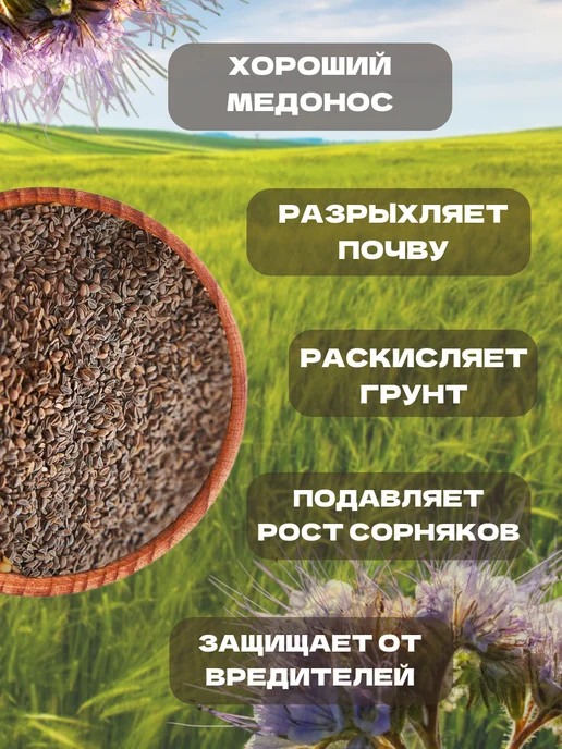 Фацелия семена сидерат 1 кг, 3 кг, фото 2