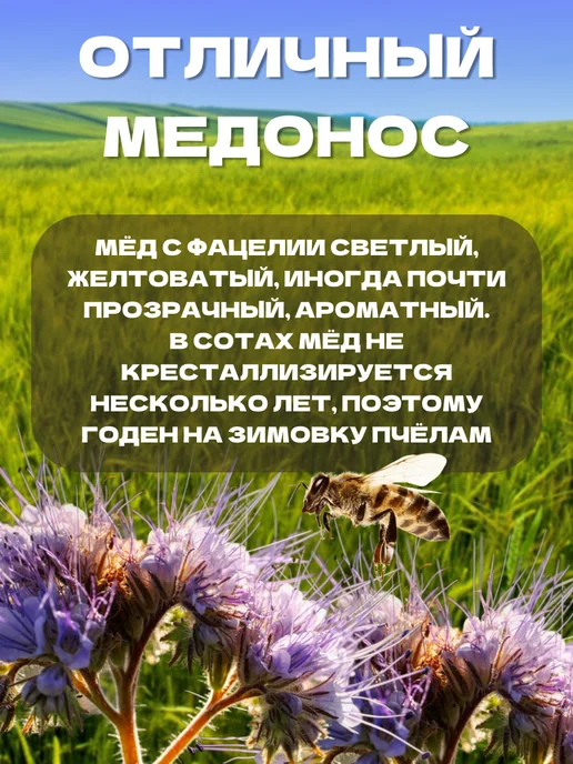 Фацелия семена сидерат 1 кг, 3 кг, фото 3