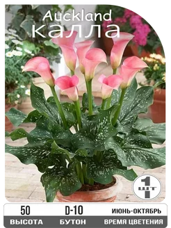 Калла Окленд луковица, клубни 1шт. EYWA 375226741 купить за 547 ₽ в интернет‑магазине Wildberries