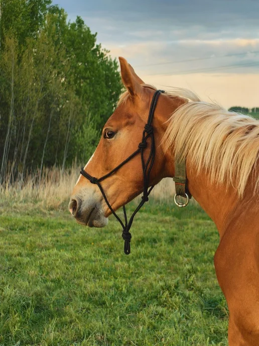 YT-LLP PONY Недоуздок веревочный, черный, фото 5