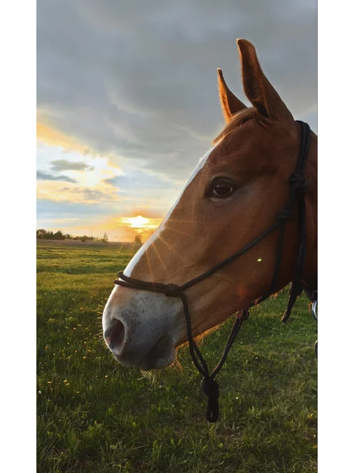 YT-LLP PONY Недоуздок веревочный, черный, фото 7