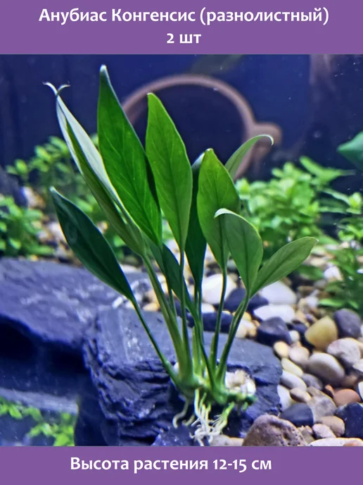 BestFish24 Анубиас Конгенсис 12-15см 1шт растение для аквариума, 2 шт