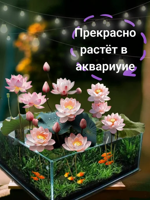 без бренда Набор вырасти живое растение в горшке с семенами Лотос, вариант, фото 4