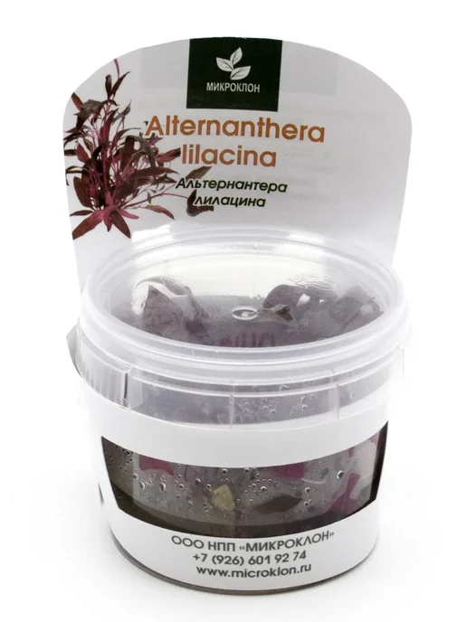 Микроклон Альтернантера лилацина меристемные растения, вариант, фото 2