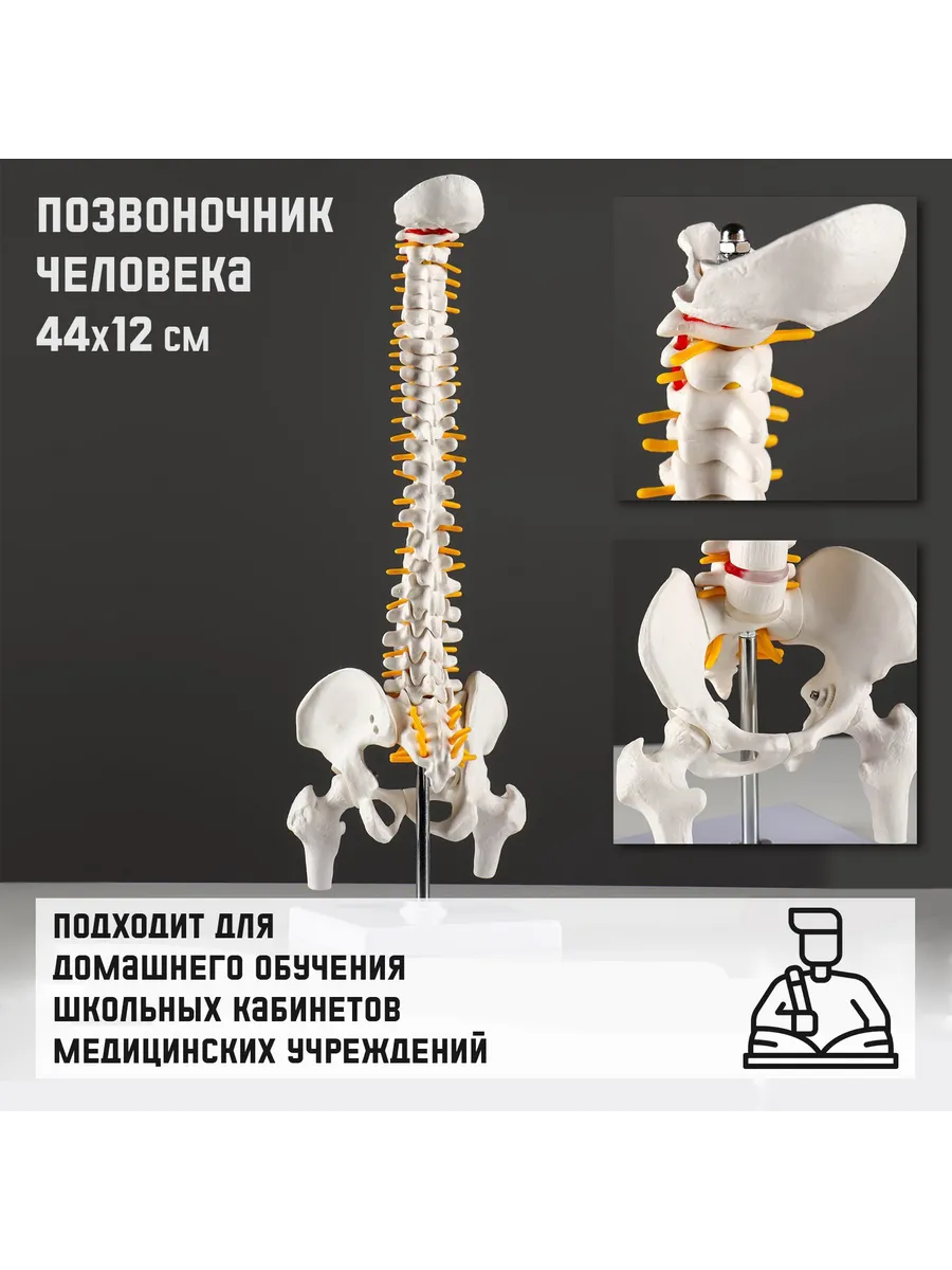 Макет "Позвоночник человека" 44*12см