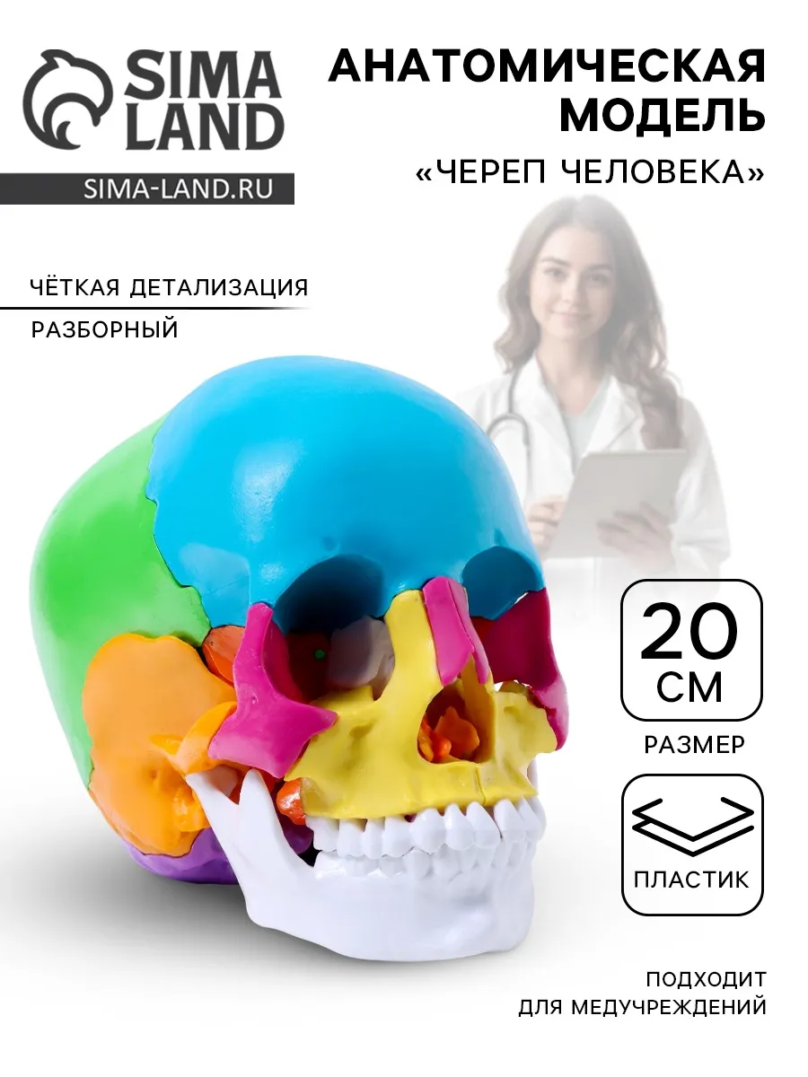 Анатомическая модель Череп человека, разноцветный, разборный
