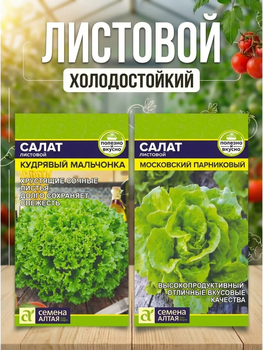 Салат листовой семена для открытого грунта.