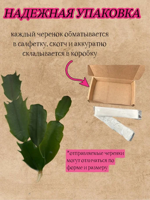 Черенки Декабриста Шлюмбергера, белый, фото 2