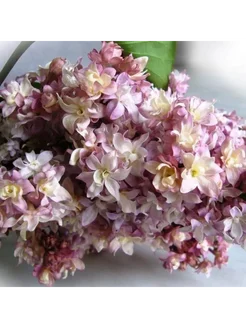 №1 Королевские сады - каталог 2024-2025 в интернет магазине WildBerries.ru