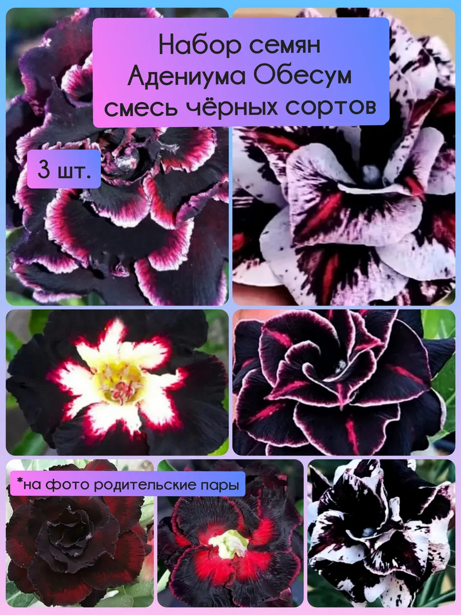 Набор семян Адениума Обесум смесь чёрных сортов 3 шт.