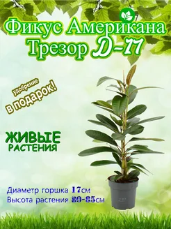 Фикус Американа Трезор D-17 Это наш сад 381141973 купить за 2 250 ₽ в интернет‑магазине Wildberries