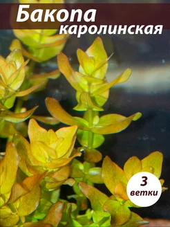 Бакопа каролинская 3 ветки живого аквариумного растения Аквариум38 383153590 купить за 486 ₽ в интернет‑магазине Wildberries