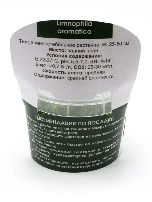 Микроклон Лимнофила ароматика меристемные растения, вариант, фото 2