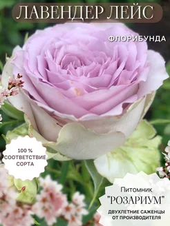 Саженец розы Лавендер Лейс Розариум 383859437 купить за 594 ₽ в интернет‑магазине Wildberries