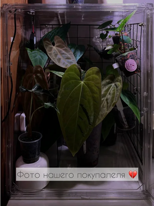 Leafs In Home Мини теплица для комнатных растений, вариант, фото 7