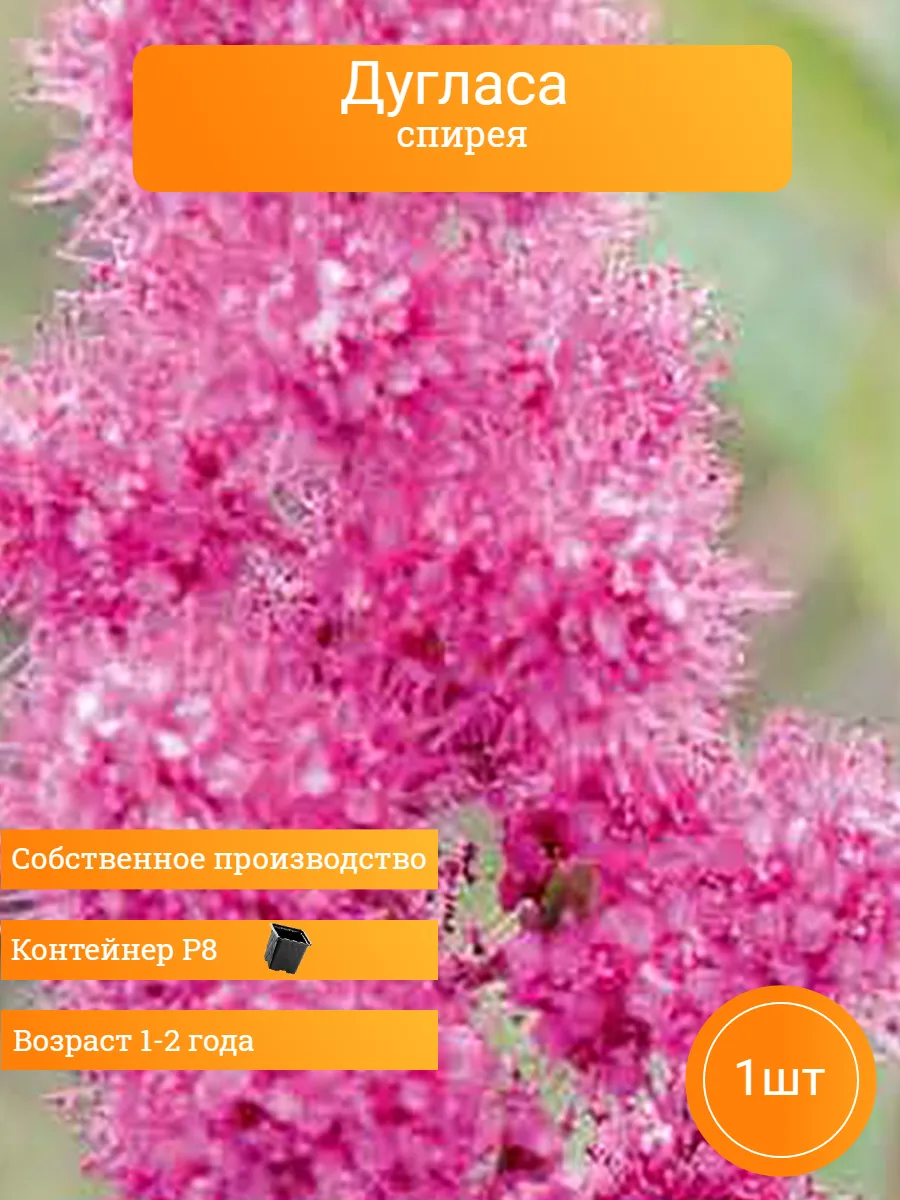 Спирея Дугласа (Douglasii), саженец