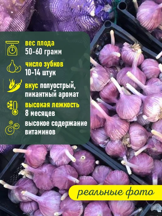 Чеснок Озимый сорт Добрыня, белый, фото 2