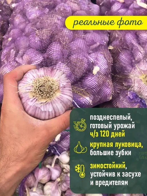 Чеснок Озимый сорт Добрыня, белый, фото 3
