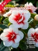 Бегония Дабл Пинк 2 шт Палисадник Премиум 389724640 купить за 389 ₽ в интернет‑магазине Wildberries