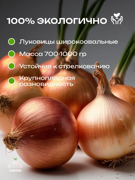 Лук севок Глоба 0,5 кг на посадку осенью, 500 г, фото 2