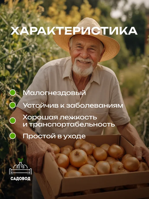 Лук севок Глоба 0,5 кг на посадку осенью, 500 г, фото 3