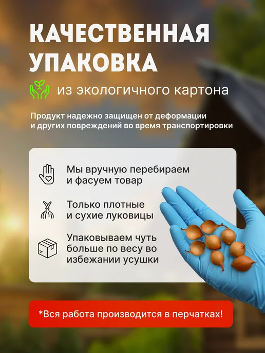 Лук севок Глоба 0,5 кг на посадку осенью, 500 г, фото 4