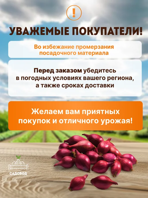Лук севок Глоба 0,5 кг на посадку осенью, 500 г, фото 5