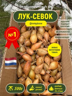 Лук севок для посадки весной на репку Центурион 500гр Зеленый Старт 389966228 купить за 424 ₽ в интернет‑магазине Wildberries