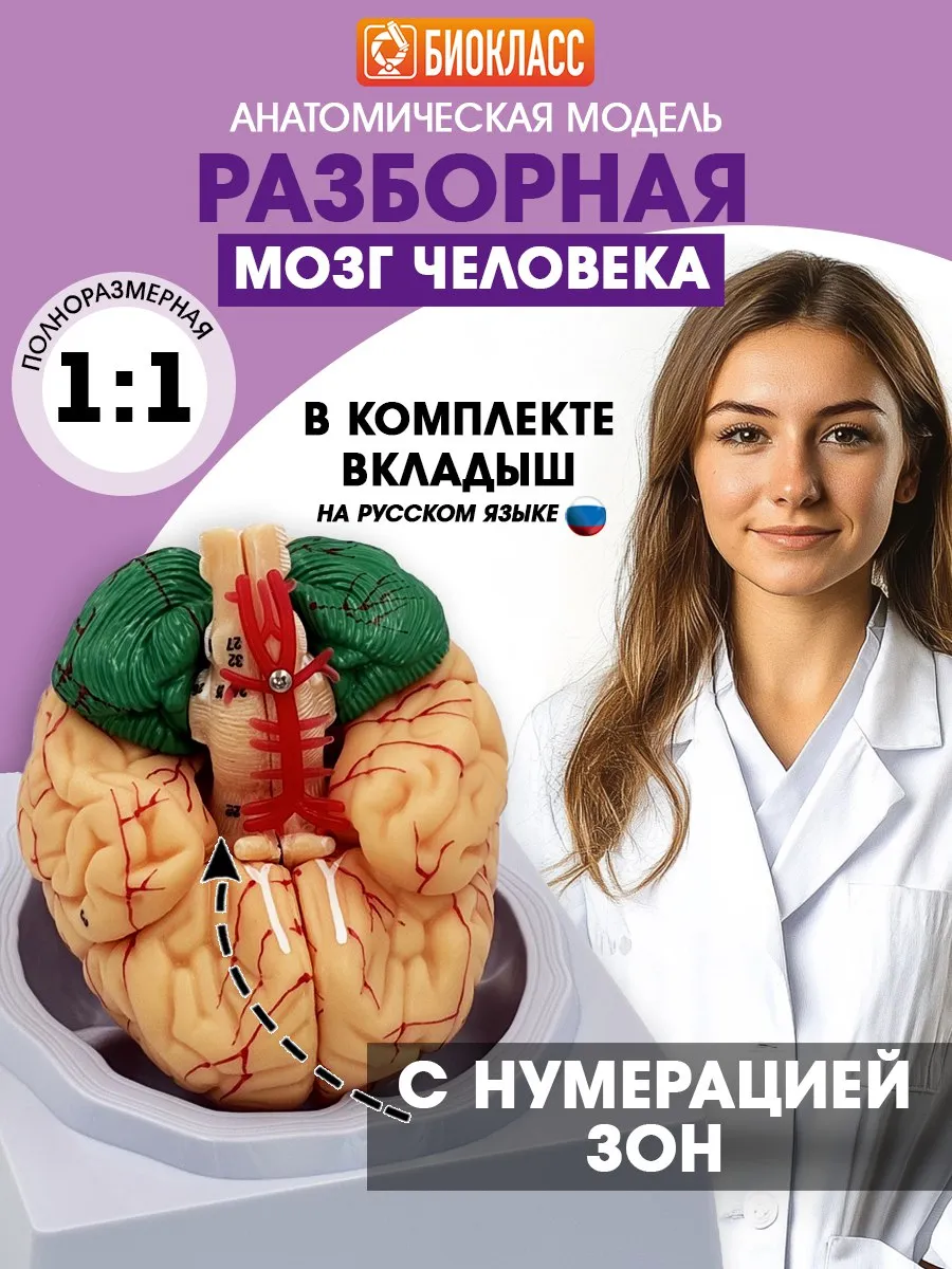 Модель мозга человека разборная