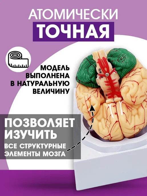 БИОКЛАСС Модель мозга человека разборная, вариант, фото 2