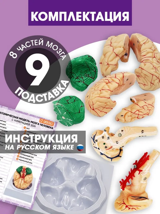 БИОКЛАСС Модель мозга человека разборная, вариант, фото 3