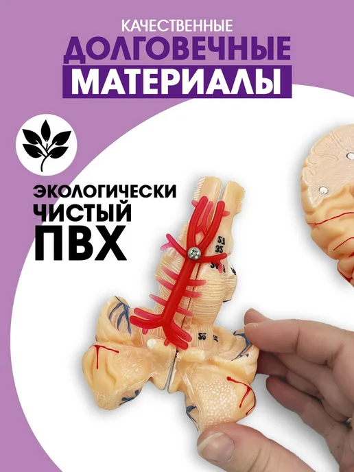 БИОКЛАСС Модель мозга человека разборная, вариант, фото 4