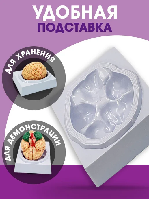 БИОКЛАСС Модель мозга человека разборная, вариант, фото 6