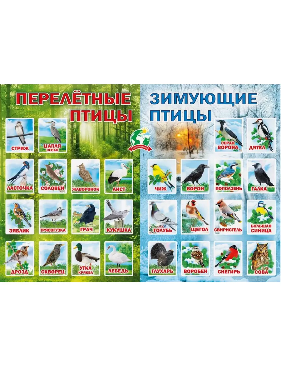 Плакат А2 «Перелетные и зимующие птицы»