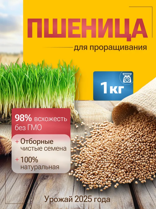 Живое зерно Пшеница для проращивания 1кг, 1 кг, фото 2