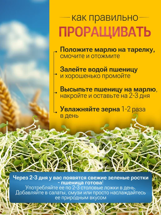 Живое зерно Пшеница для проращивания 1кг, 1 кг, фото 4
