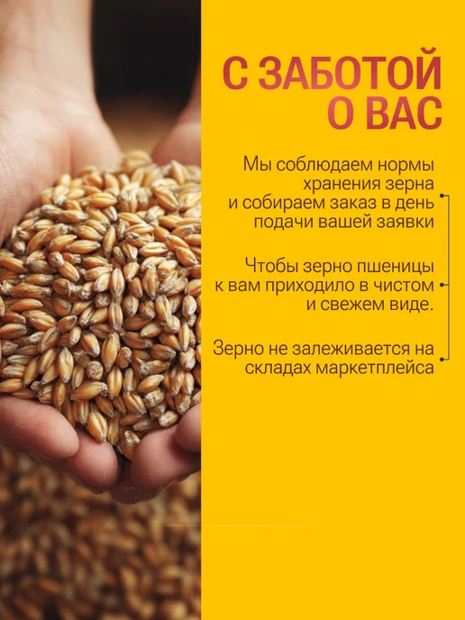 Живое зерно Пшеница для проращивания 1кг, 1 кг, фото 6