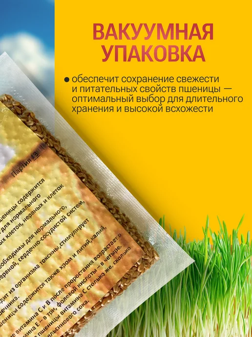 Живое зерно Пшеница для проращивания 1кг, 1 кг, фото 7