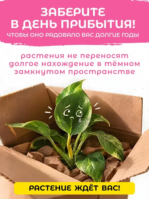 Сад Натали Эпипремнум Микс живое комнатное растение Черенки 4, зеленый, фото 4