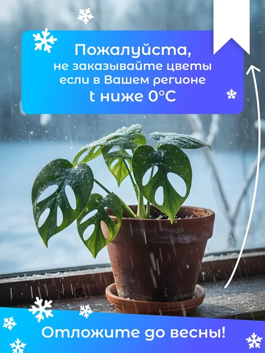 Сад Натали Эпипремнум Микс живое комнатное растение Черенки 4, зеленый, фото 5