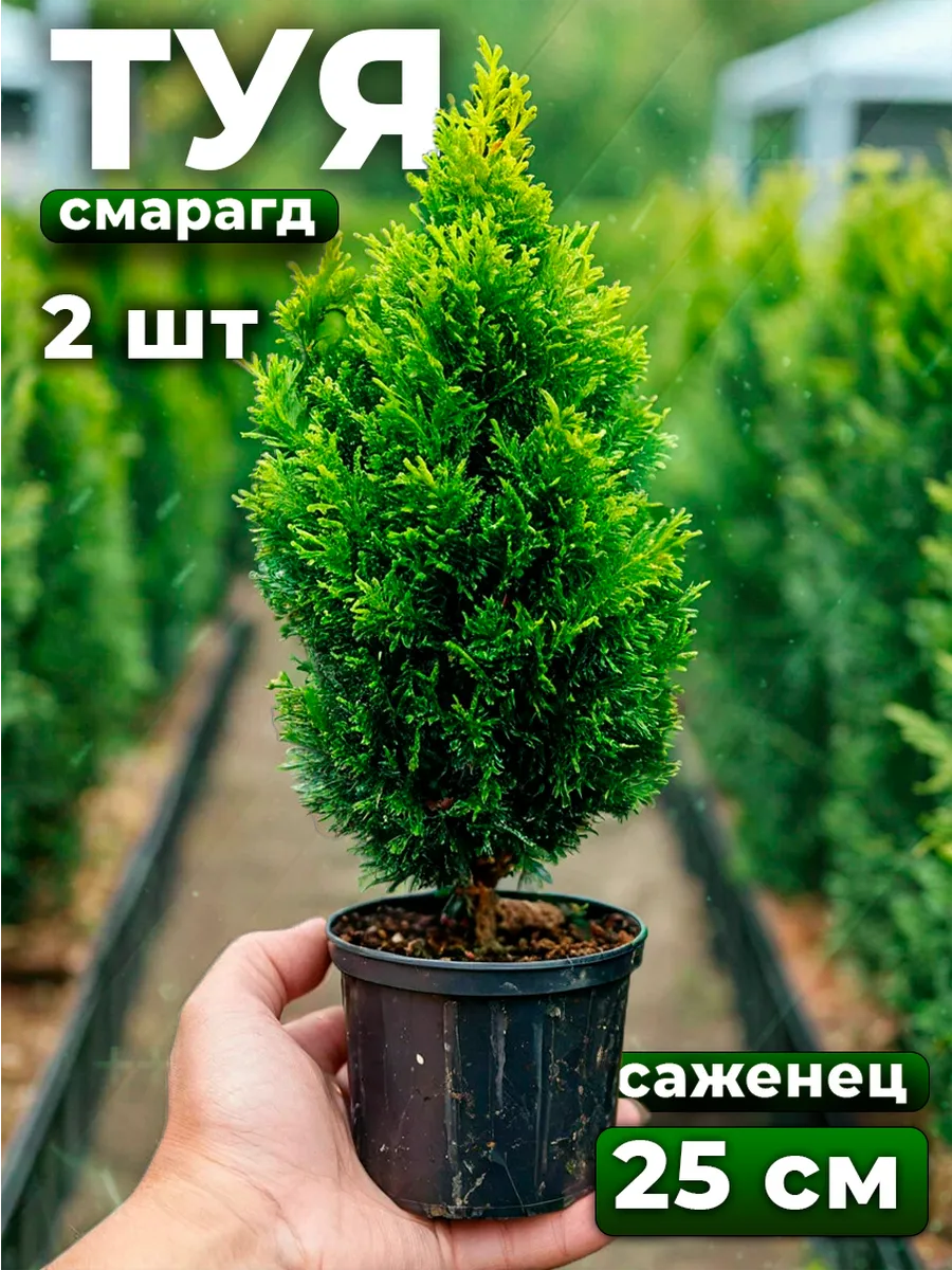 Туя саженец морозостойкая Смарагд 2шт 2 года
